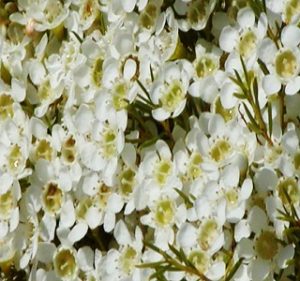 Waxflower Alba Resendiz Brothers