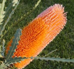 Banksia Ashbyi Resendiz Brothers Flora