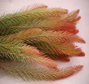 Australian Pine with Orange Tips Summer-Fall