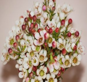 Waxflower  Blondie Resendiz Brothers