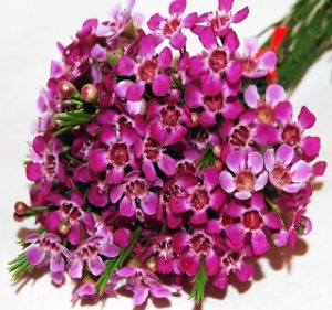 Waxflower  Blue-Pride