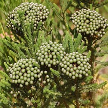 Bruniaceae