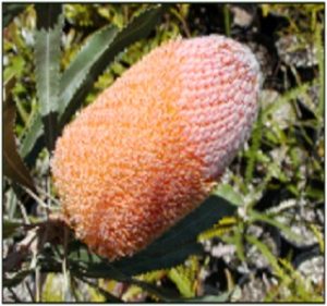 Banksia Burdettii Resendiz Brothers Flora