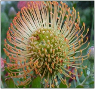 Leucospermum - Resendiz Brothers