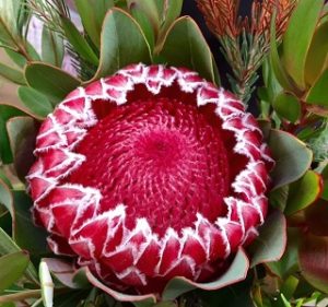 Protea Ceres Resendiz Brothers California Flora