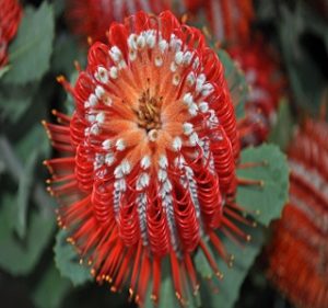 Banksia Coccinea Resendiz Brothers Flora