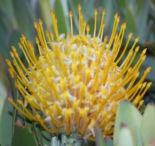 Leucospermum - Resendiz Brothers