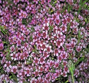 Waxflowers Dusty Pink