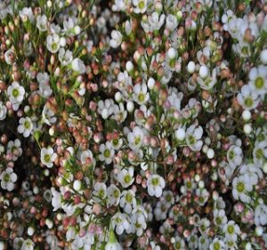 Esperanza Waxflowers