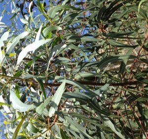 Eucalyptus Erithrocorys Year Round