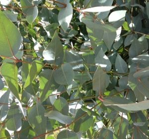 Eucalyptus Sepulcralis Year Round