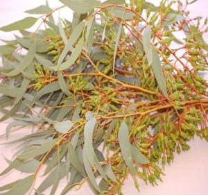 Eucalyptus Forrestiana Fall