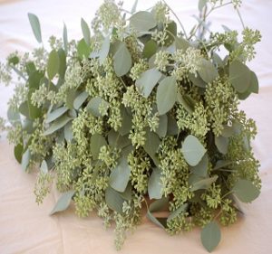 Eucalyptus Silver Dollars Seeded Fall-Winter