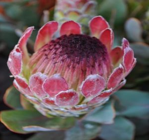 Protea Eximia Resendiz Brothers California Flora
