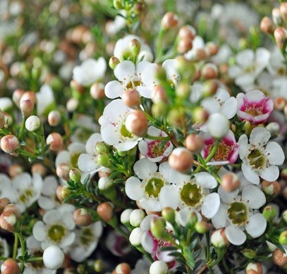 Flora Filler Flowers California Resendiz Brothers