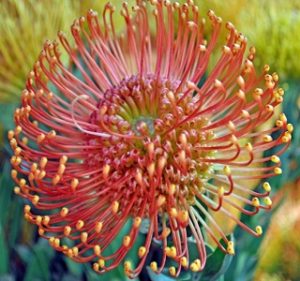 Pincushion Leucospermum Flame Giant Resendiz Brothers Flora