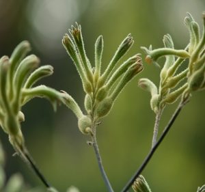 Kangaroo Paw Flavidus Resendiz Brothers Flora