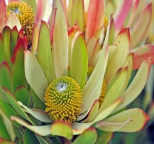 Leucadendron Gandogeri Resendiz Brothers Flora