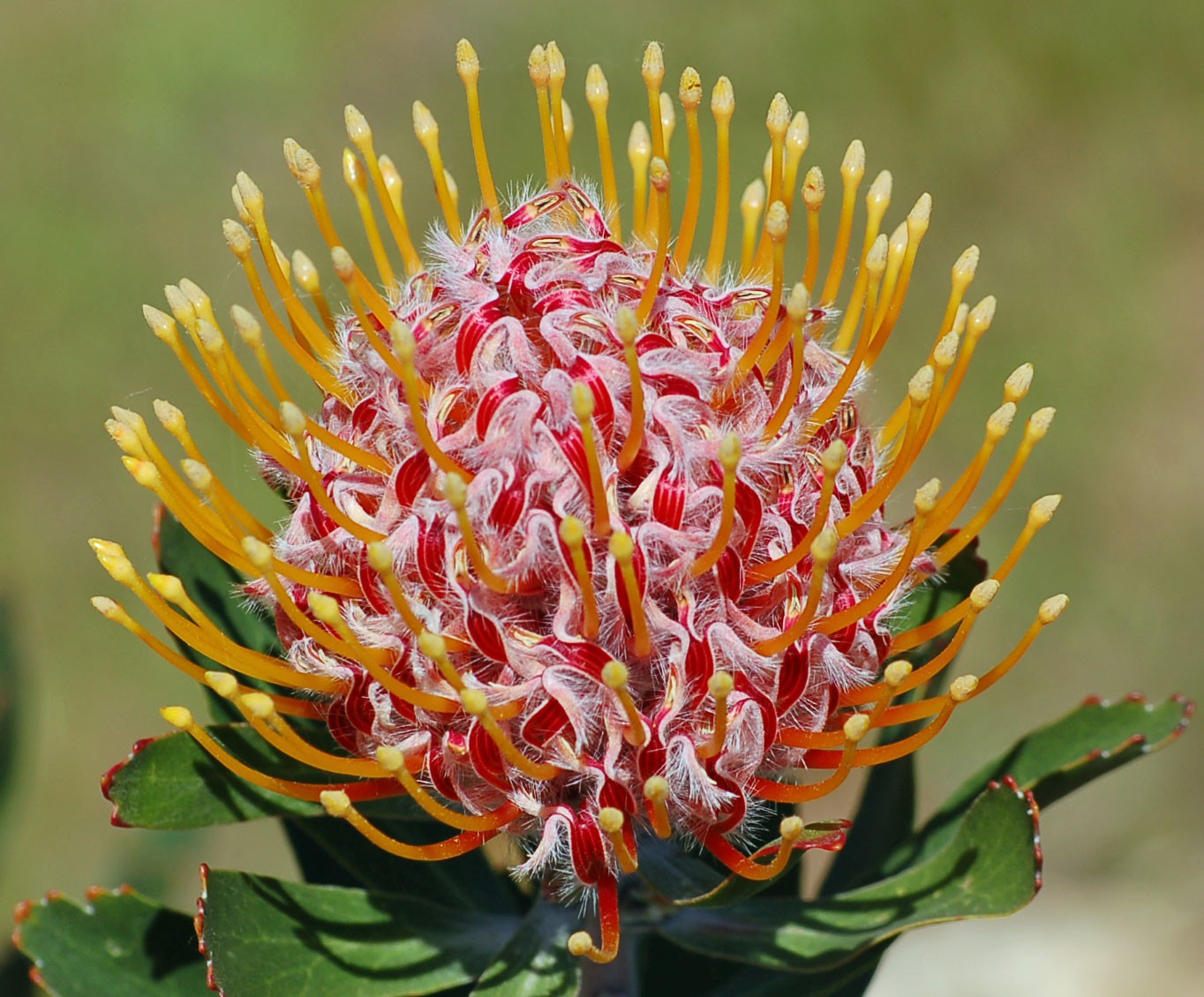 Glabrum - Resendiz Brothers