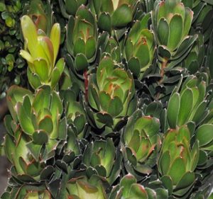 Leucadendron Goblet Resendiz Brothers Flora