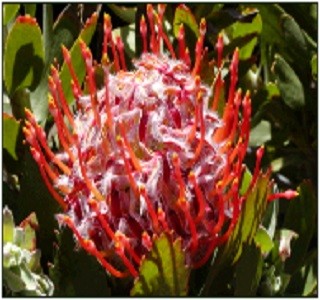 Leucospermum - Resendiz Brothers