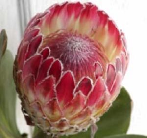 Protea Holiday Red Resendiz Brothers