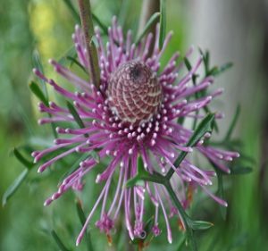 Misc Flora Isopogon Formosus Resendiz Brothers 