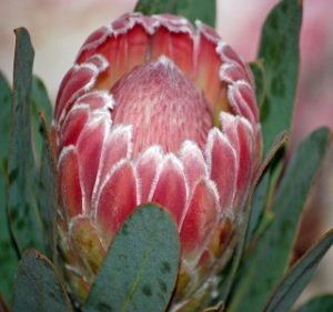 Protea Julie Resendiz Brothers