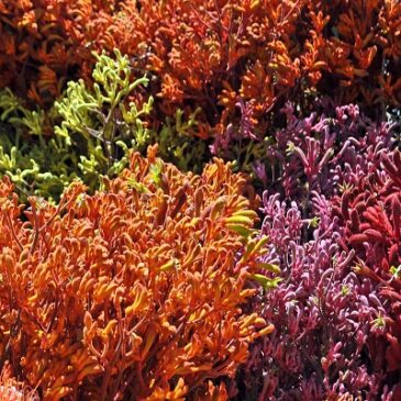 Kangaroo Paws