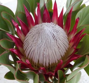 Protea King Red Rex Resendiz Brothers