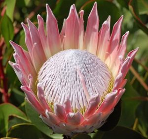 Protea King Silver Pink Resendiz Brothers