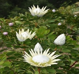 Protea King White Resendiz Brothers California Flora