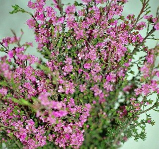 Filler flowers Kunzea Purple