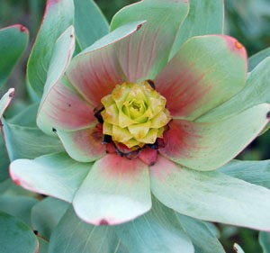 Leucadendron Tintum