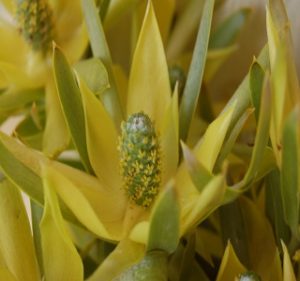 Leucadendron Pisa Resendiz Brothers Flora