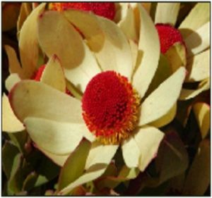 Leucadendron Lennox Resendiz Brothers Flora