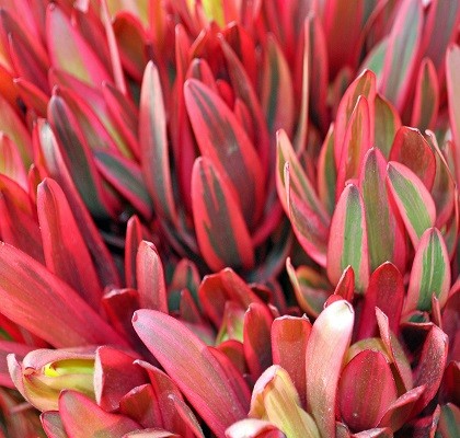 Flora Leucadendron California Resendiz Brothers