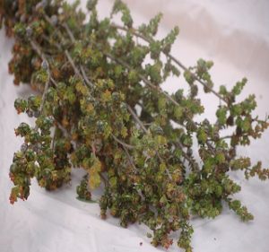 Lepto Rotundifolia with Pods