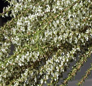 Filler Flowers Leptospermum Mini White