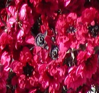 Filler Flowers Leptospermum Ruby Red