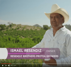 Meet a CA flower farmer passionate about Protea!