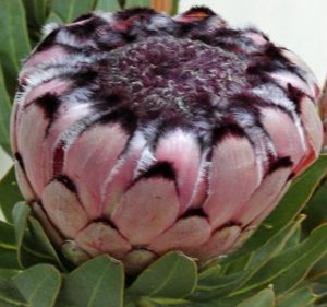 Protea Nerifolia Ruby Resendiz Brothers