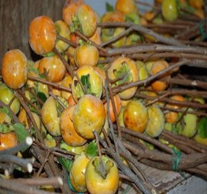 Fruited Persimmons