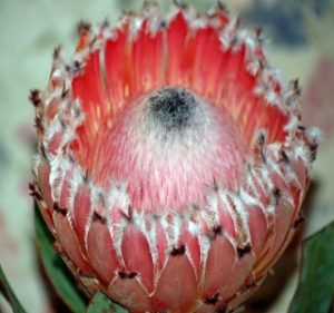 Protea Pink Floss Resendiz Brothers