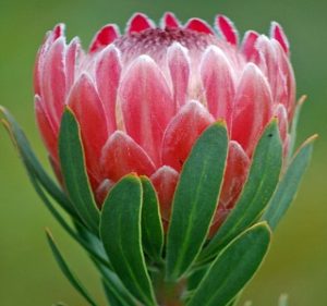 Protea Pink Ice Resendiz Brothers California Flora