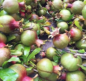 Fruited Branches Pomegranate