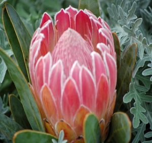 Protea Pristine Resendiz Brothers