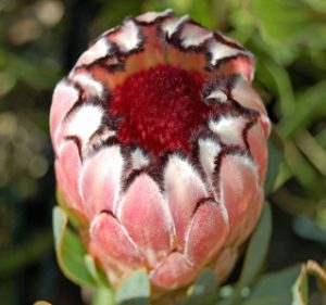 Protea Profusion Resendiz