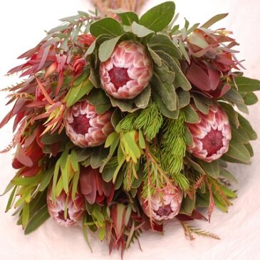 Protea Care and Handling Information