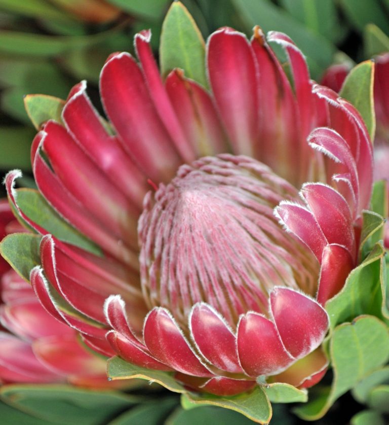 Protea Brenda (2) - Resendiz Brothers